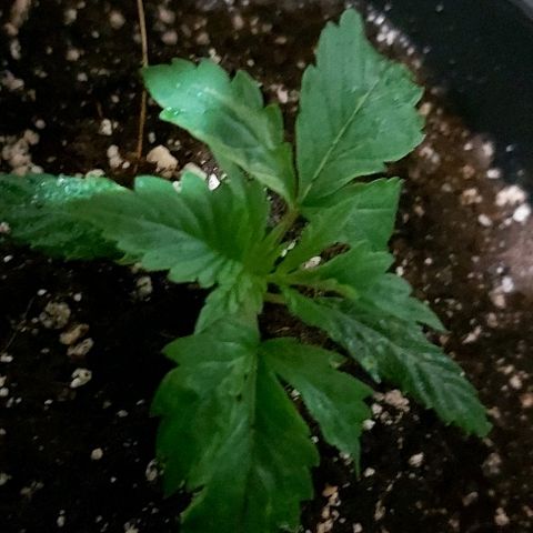 Bubble gum growlog timeline photo