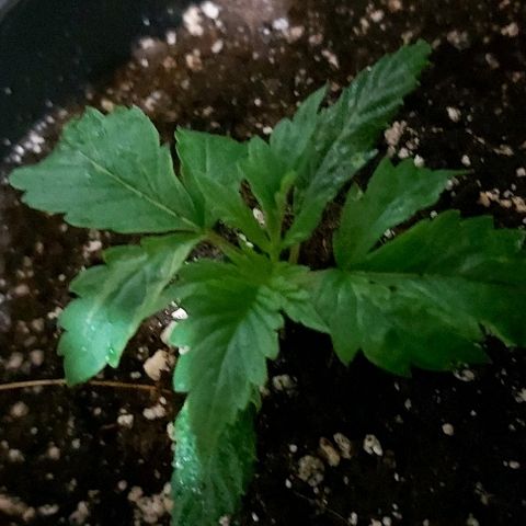 Bubble gum growlog timeline photo