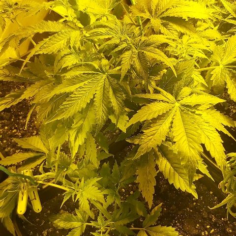 Bubble gum growlog timeline photo