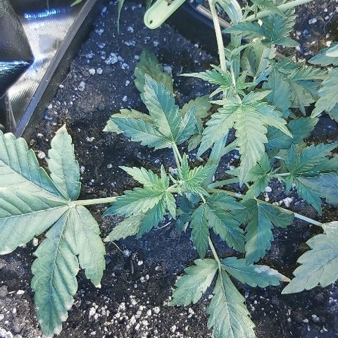 Bubble gum growlog timeline photo