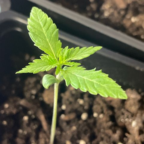 Auto White Widow growlog timeline photo
