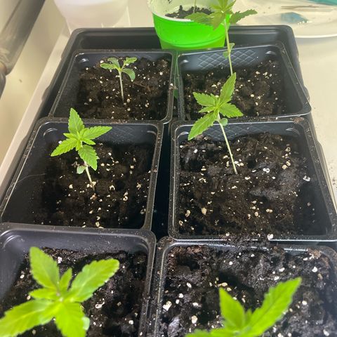 Auto White Widow growlog timeline photo