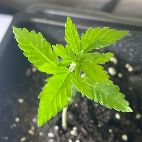Auto White Widow growlog timeline photo