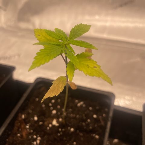 Auto White Widow growlog timeline photo