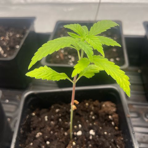 Auto White Widow growlog timeline photo
