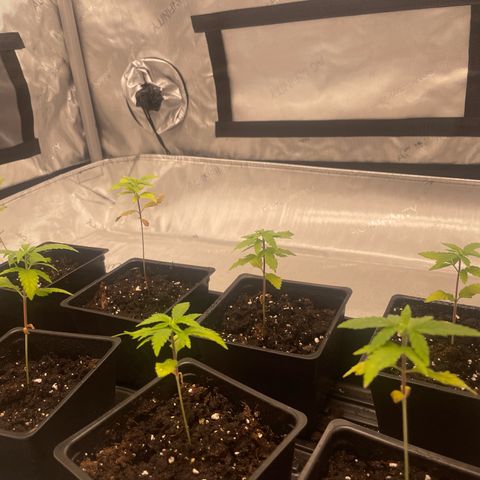 Auto White Widow growlog timeline photo