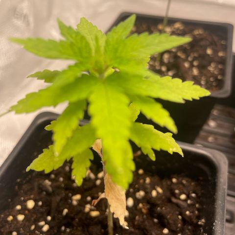 Auto White Widow growlog timeline photo
