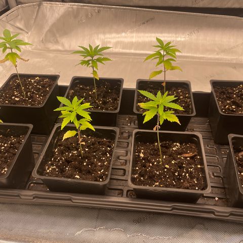 Auto White Widow growlog timeline photo