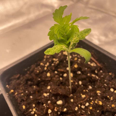 Auto White Widow growlog timeline photo