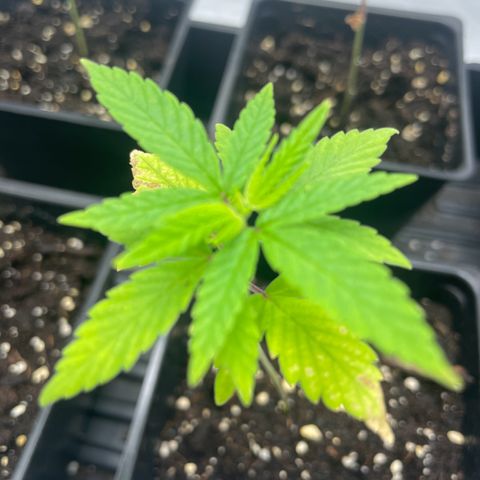 Auto White Widow growlog timeline photo