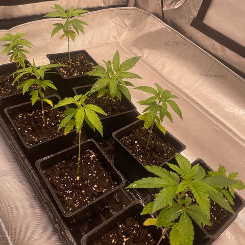 Auto White Widow growlog timeline photo