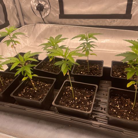 Auto White Widow growlog timeline photo