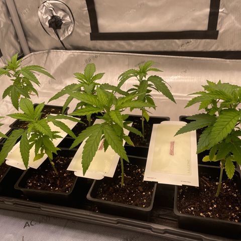 Auto White Widow growlog timeline photo