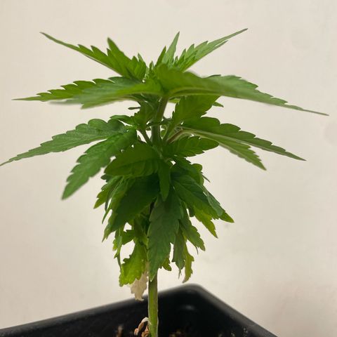 Auto White Widow growlog timeline photo