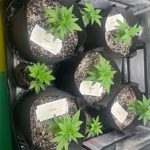 Auto White Widow growlog photo: Veg state!!