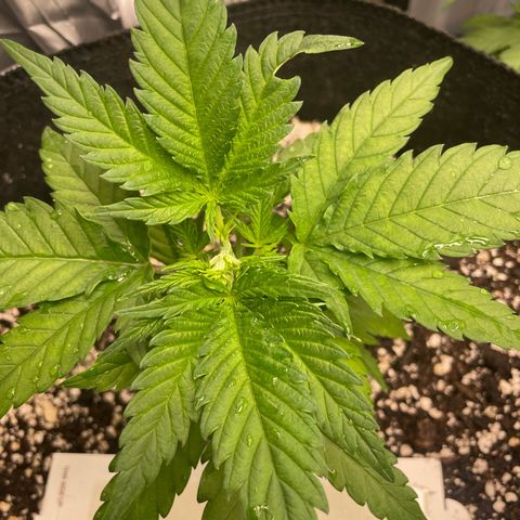 Auto White Widow growlog photo: Veg state!!