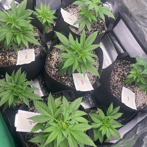 Auto White Widow growlog timeline photo
