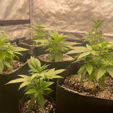 Auto White Widow growlog timeline photo