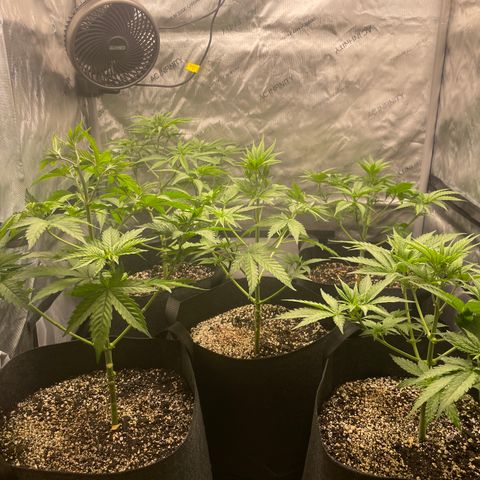 Auto White Widow growlog timeline photo