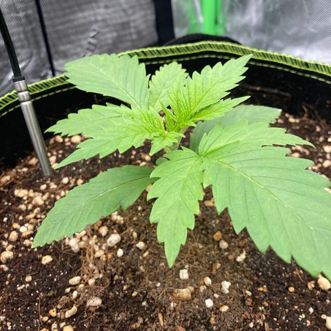 Northern lights #10 growlog timeline photo