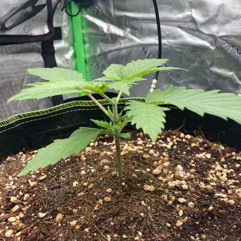Northern lights #10 growlog timeline photo