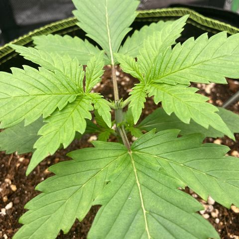 Northern lights #10 growlog timeline photo