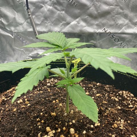 Northern lights #10 growlog timeline photo