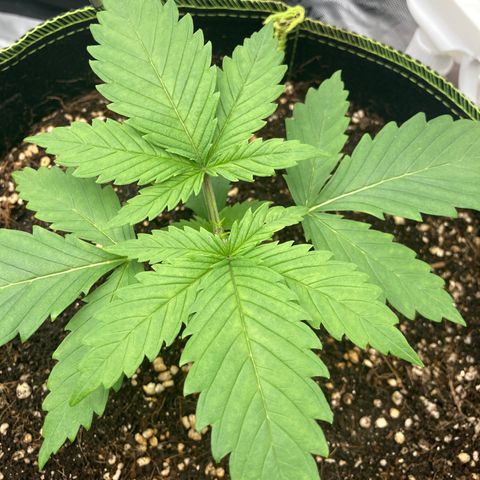 Northern lights #10 growlog timeline photo