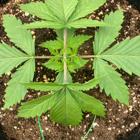 Northern lights #10 growlog timeline photo