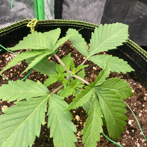 Northern lights #10 growlog timeline photo