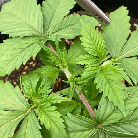 Northern lights #10 growlog photo: Switched light back on 70Watt