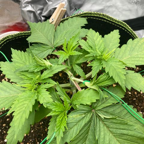 Northern lights #10 growlog timeline photo