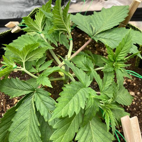 Northern lights #10 growlog timeline photo