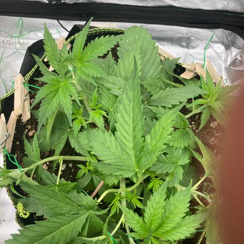 Northern lights #10 growlog timeline photo