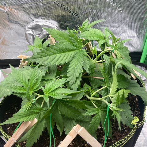 Northern lights #10 growlog timeline photo