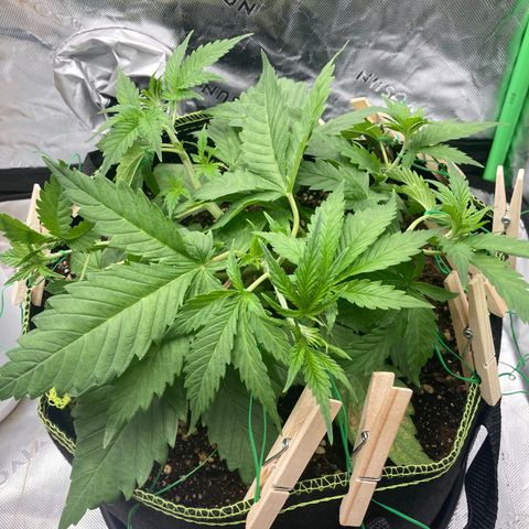 Northern lights #10 growlog timeline photo