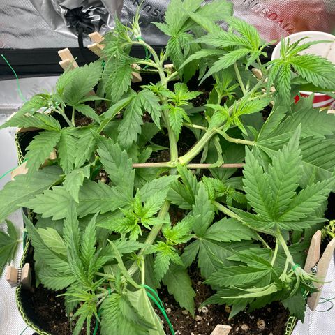 Northern lights #10 growlog timeline photo