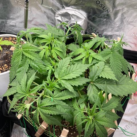 Northern lights #10 growlog timeline photo