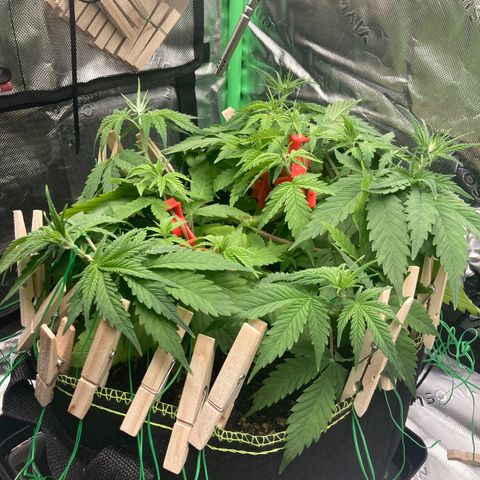 Northern lights #10 growlog timeline photo