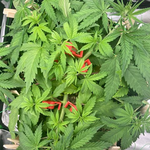 Northern lights #10 growlog timeline photo