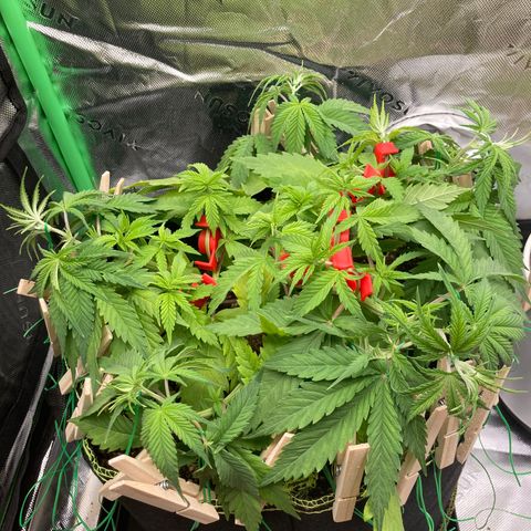 Northern lights #10 growlog timeline photo