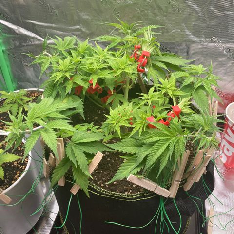 Northern lights #10 growlog timeline photo