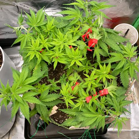 Northern lights #10 growlog timeline photo