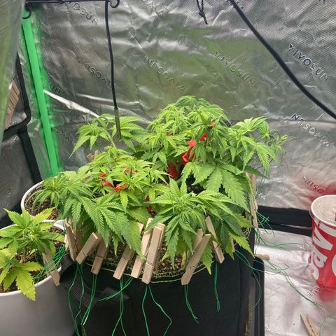 Northern lights #10 growlog timeline photo