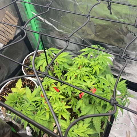 Northern lights #10 growlog timeline photo