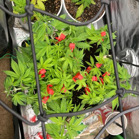 Northern lights #10 growlog timeline photo