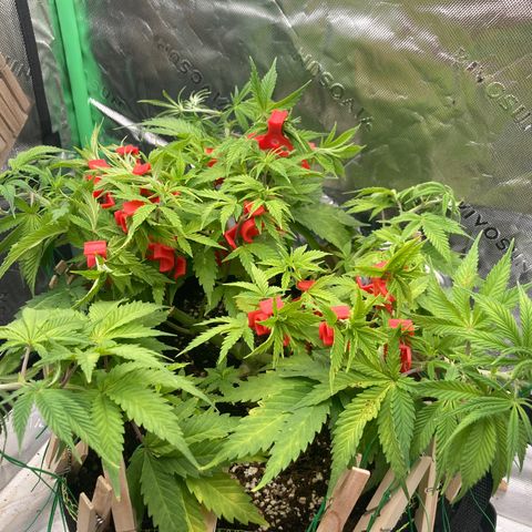 Northern lights #10 growlog timeline photo
