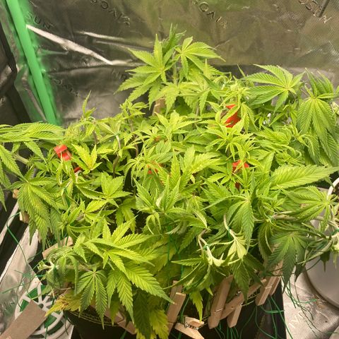 Northern lights #10 growlog timeline photo