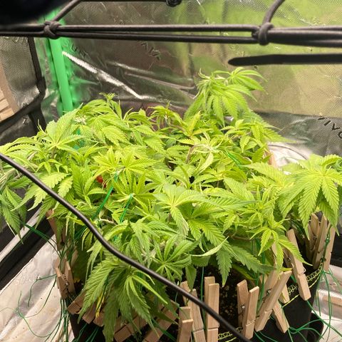 Northern lights #10 growlog timeline photo