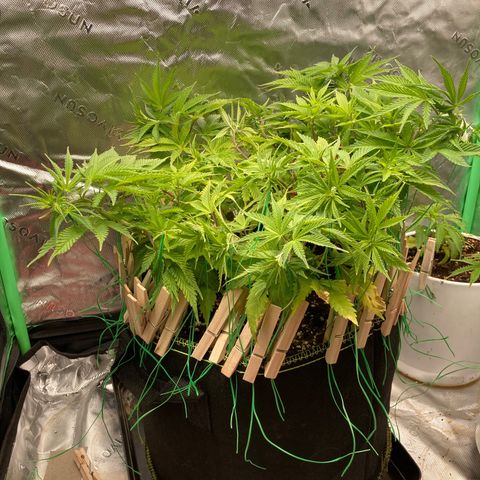 Northern lights #10 growlog timeline photo